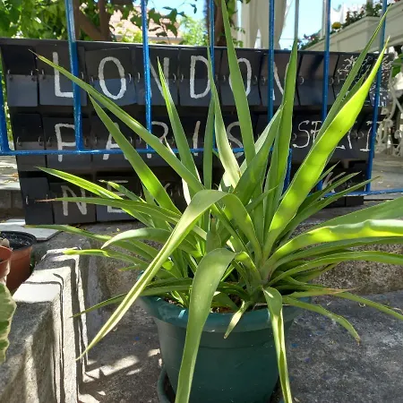 Appartement Nona Tonka Split